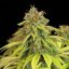 Royal Queen Seeds Graines de cannabis Wedding Crasher féminisée