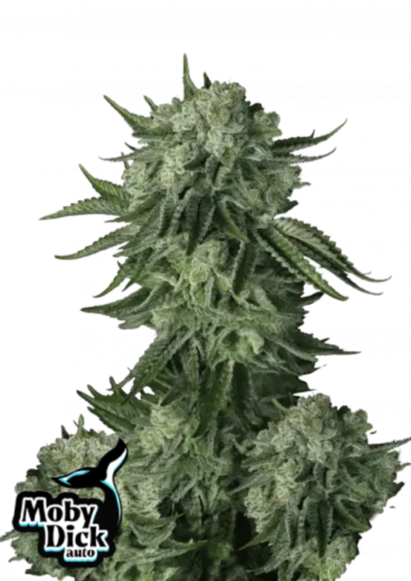 Fast Buds Sjemenke konoplje Moby Dick Auto