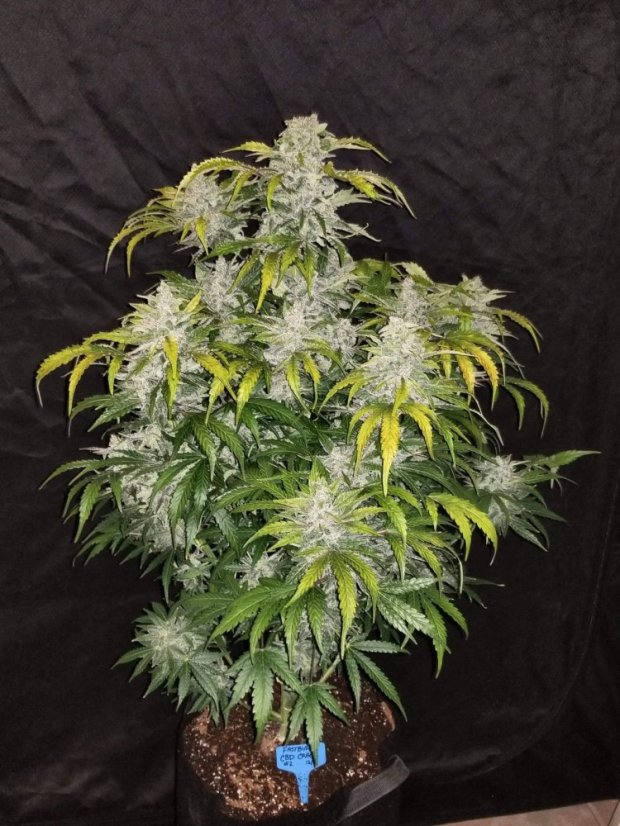 Fast Buds Cannabis Seeds CBD Crack Auto