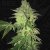 T.H.Seeds™ Sementes de Cannabis Shiloh Z, Pacote 5+1, feminizadas