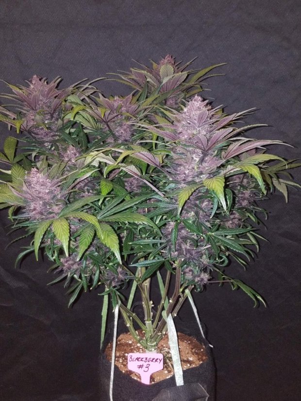 Fast Buds Cannabis Seeds Blackberry Auto