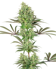 Sensi Seeds Hanfsamen Double Banana Kush Feminisiert von White Label, 3-10 Stk