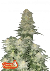 Fast Buds Sjemenke kanabisa Vjenčani kolač od sira FF