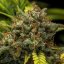 Royal Queen Seeds Seminte de canabis Sweet Skunk Auto
