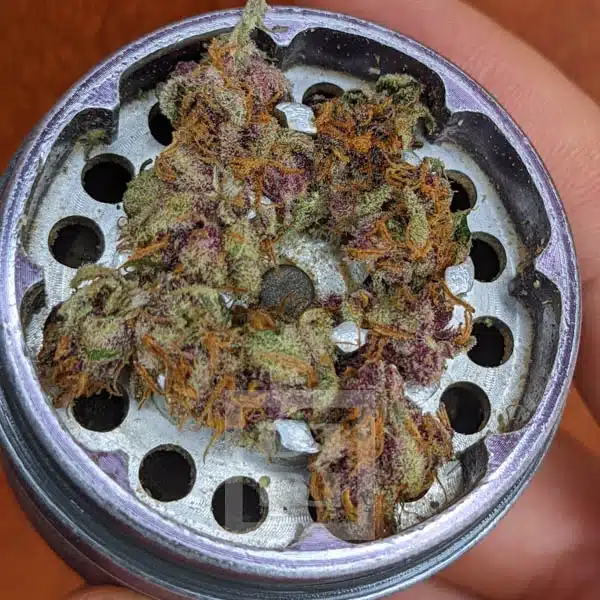 Blimburn Seeds Cannabiszaden Blue Dream Gefeminiseerd