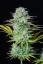 Fast Buds Sjemenke konoplje Košer kolač Auto
