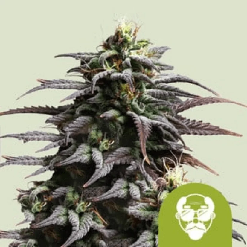 Royal Queen Seeds Seminte de canabis Grandaddy Purple Auto