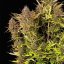 Royal Queen Seeds Semințe de canabis Purple Queen Auto