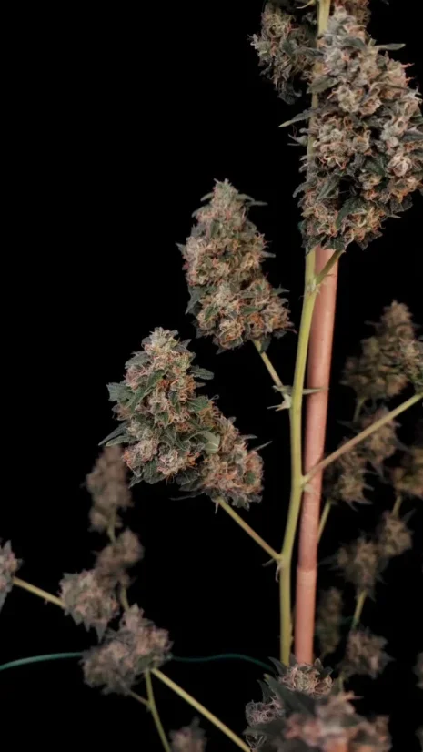 Fast Buds Sjemenke Kanabisa Cheese Auto