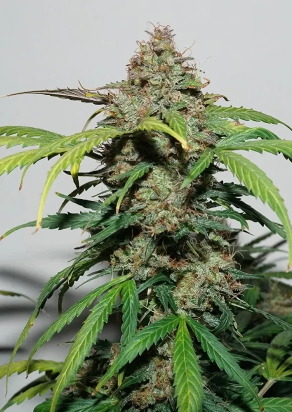 Dutch Passion Seminte de canabis Auto Kerosene Krash® Autoflowering