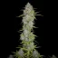 Fast Buds Sjemenke konoplje Orange Sherbet Auto