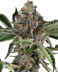 Sensi Seeds Semințe de Cannabis Papaya Jealousy Feminizate