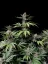 Fast Buds Sjemenke konoplje Cherry Cola Auto