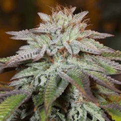 Silent Seeds Seminte de canabis LA Vanilla Cake Auto Feminizate