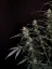 Fast Buds Sjemenke konoplje Amnesia Haze Auto