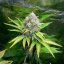 Royal Queen Seeds Seminte de canabis OG Kush feminizate