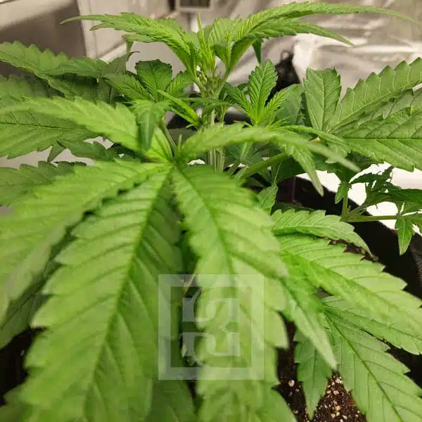 Blimburn Seeds Cannabis Seeds Mamba Negra CBD feminizált