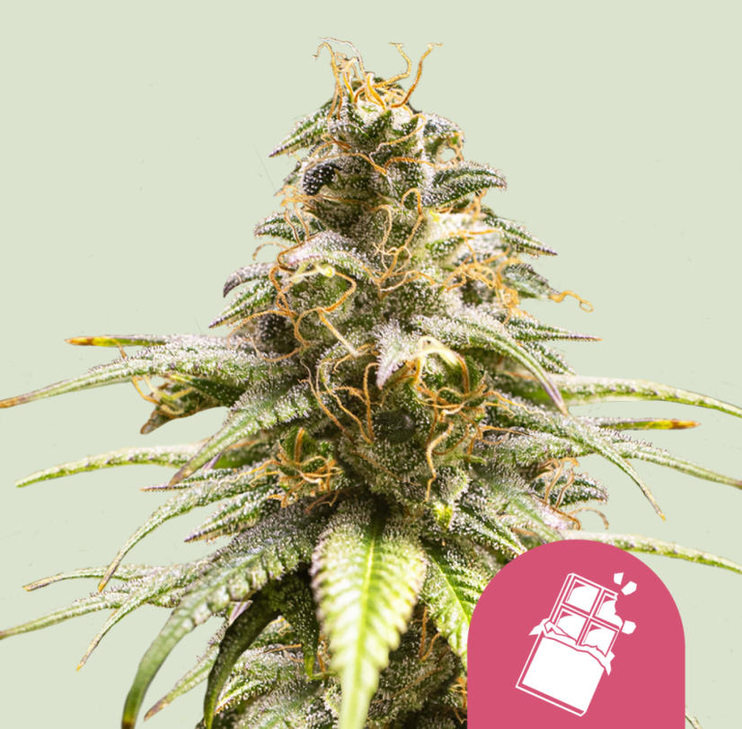 Royal Queen Seeds Seminte de canabis Chocolate Haze feminizate