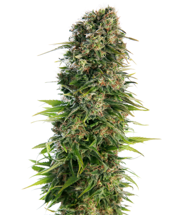 Sensi Seeds Semințe de canabis Hindu Kush Automatic® feminizate, 3-10 buc.