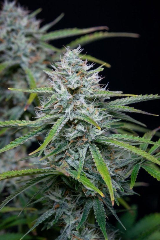 Fast Buds Sjemenke konoplje White Widow Auto
