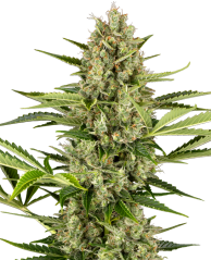 Sensi Seeds Semena konoplje Jack Herer Automatic Feminized, 3-10 kos