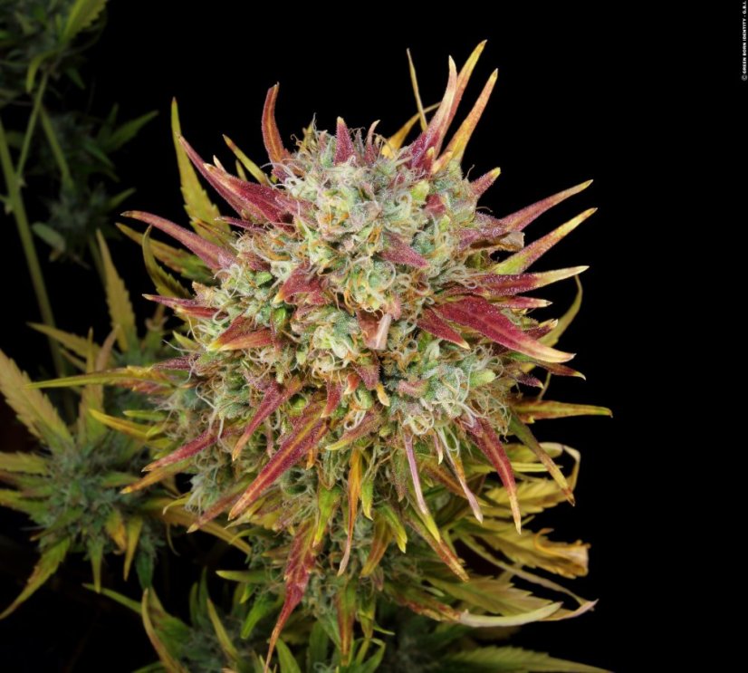 T.H.Seeds™ Seminte de canabis Auto MK-Ultra™, pachet 5+1, feminizate