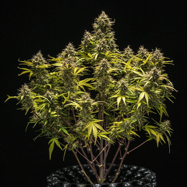 Royal Queen Seeds Graines de cannabis Blue Cheese Auto