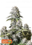 Fast Buds Sjemenke kanabisa Narančasti šerbet FF