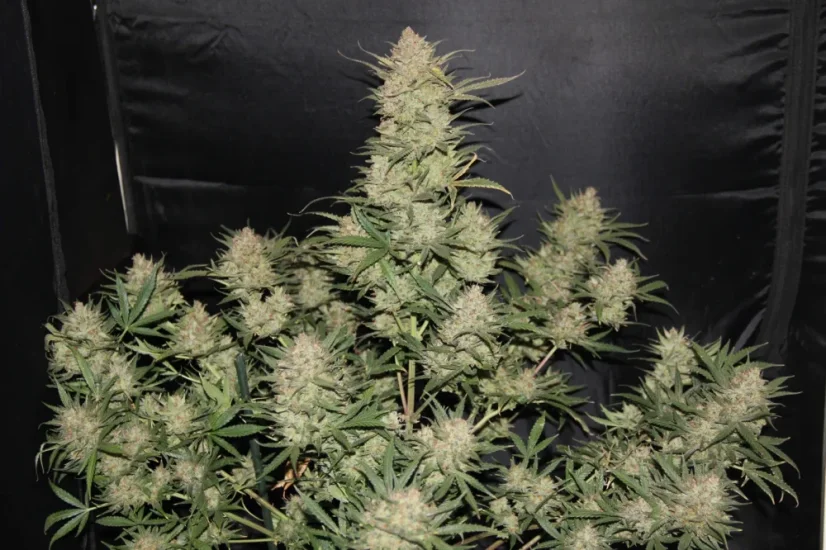 Fast Buds sjemenke konoplje OG Kush Auto