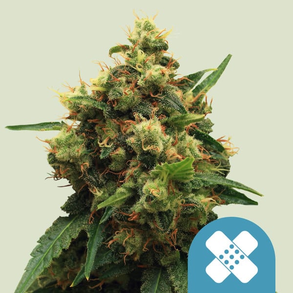Royal Queen Seeds Cannabis Seeds Painkiller XL Feminiseret (Høj CBD)