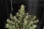 Fast Buds sjemenke konoplje OG Kush Auto