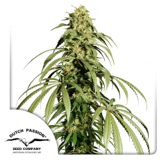 Dutch Passion Graines de cannabis Ice Cream Haze® Regular