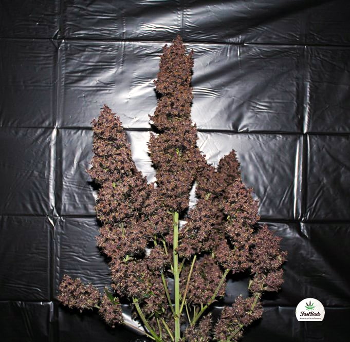 Fast Buds Sjemenke konoplje C4 Auto