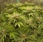 Blimburn Seeds Kanepiseemned Mamba Negra CBG