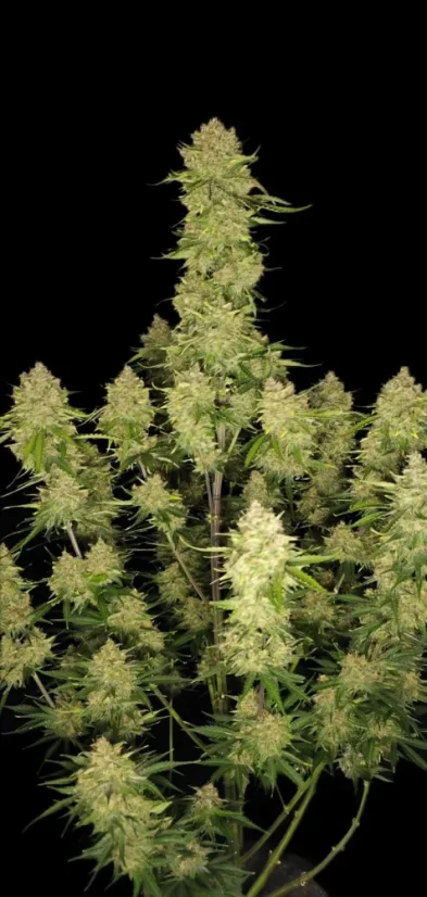Fast Buds Sjemenke konoplje Guava Auto