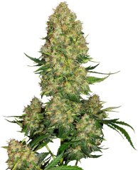 Sensi Seeds Semințe de canabis Skunk #1 Automatic® feminizate, 3-10 buc.