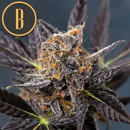 Blimburn Seeds Cannabiszaden Tangie Auto