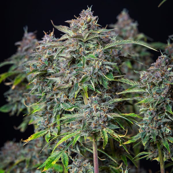 Royal Queen Seeds Cannabisfrön Do-si-dos Auto