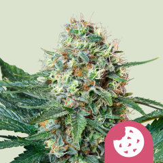Royal Queen Seeds Seminte de canabis Royal Cookies feminizate