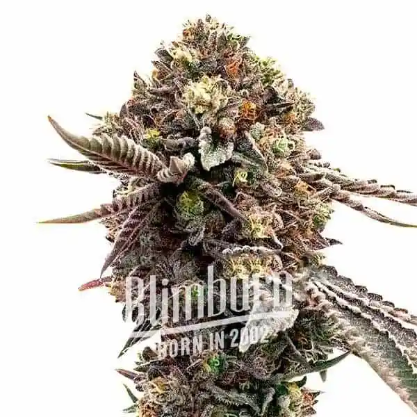 Blimburn Seeds Cannabis Seeds Ghost Train Haze Feminiserade
