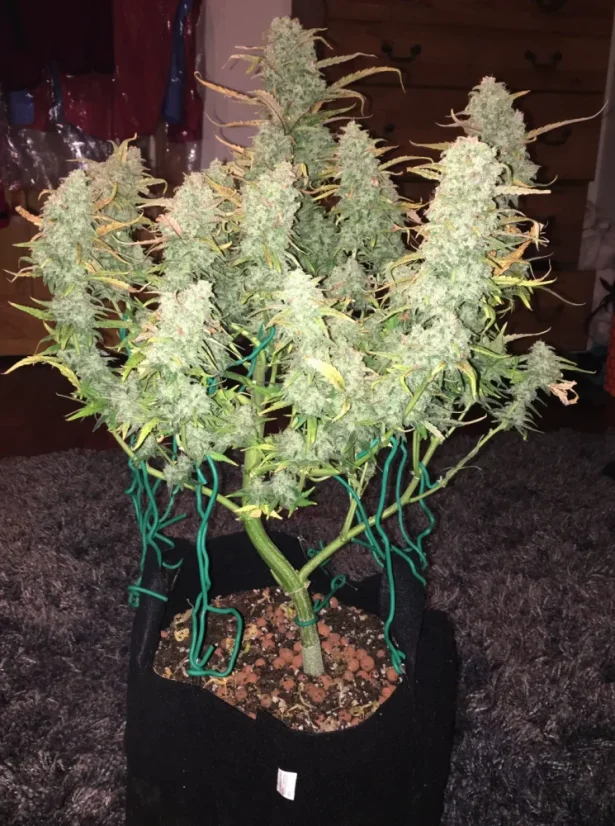 Fast Buds Hạt giống cần sa Green Crack Auto