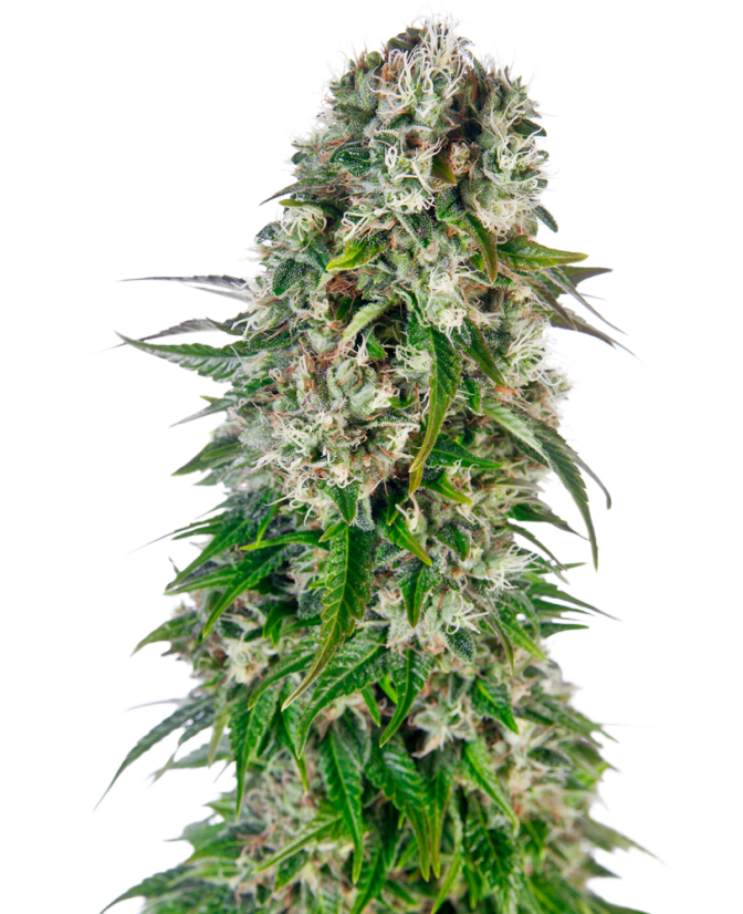 Sensi Seeds Seminte de canabis Big Bud Automatic® feminizate, 3-10 buc