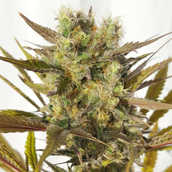 Royal Queen Seeds Seminte de Cannabis Blue Mystic Feminizate