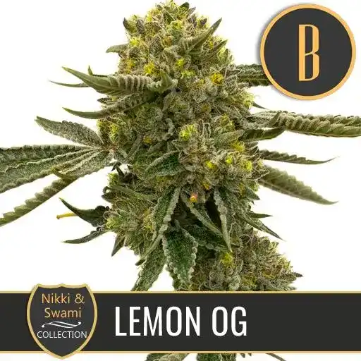 Blimburn Seeds Cannabis Seeds Lemon OG Nikki Swami feminized