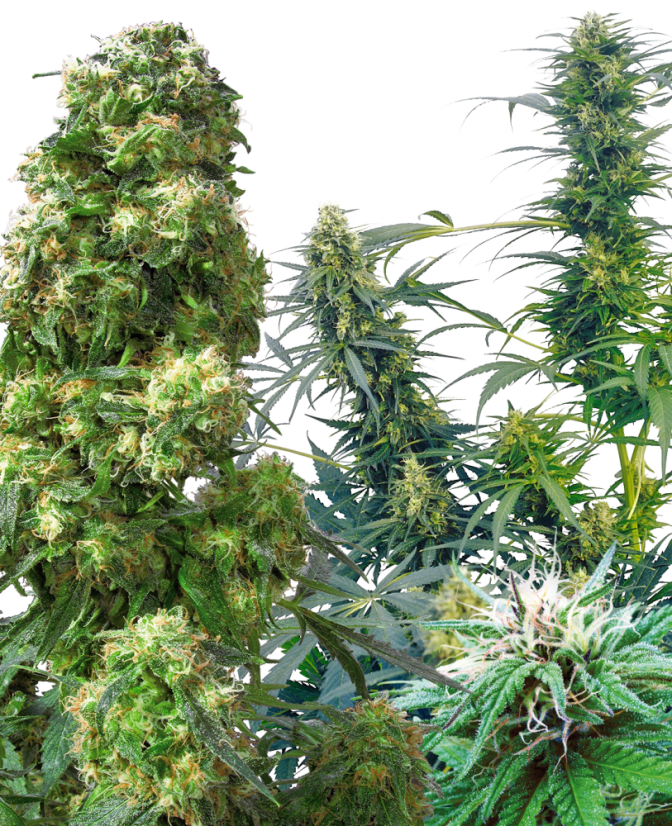Sensi Seeds Semințe de canabis Outdoor Mix® Regular, 25 buc