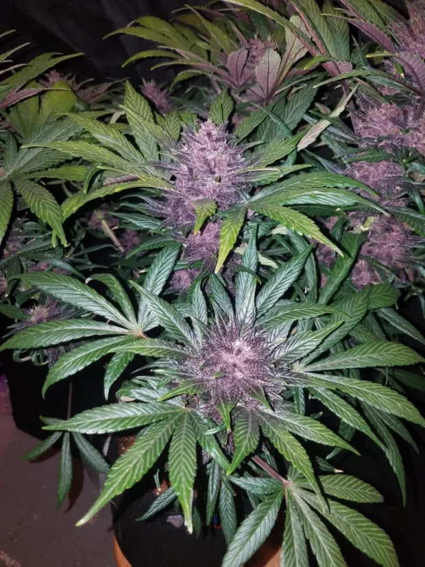 Fast Buds Cannabis Seeds Blackberry Auto