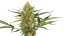 Sensi Seeds Seminte de canabis Blueberry Bubblegum Automatic Feminizate, 3-10 buc