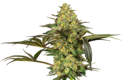 Sensi Seeds Semințe de canabis Grapevine Candy® feminizate, 3-10 buc.