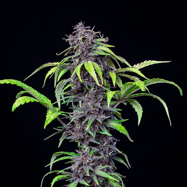 Royal Queen Seeds Cannabis Seeds Purplematic Auto (korkea CBD)