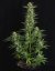 Royal Queen Seeds Семена от канабис Epsilon F1 Auto